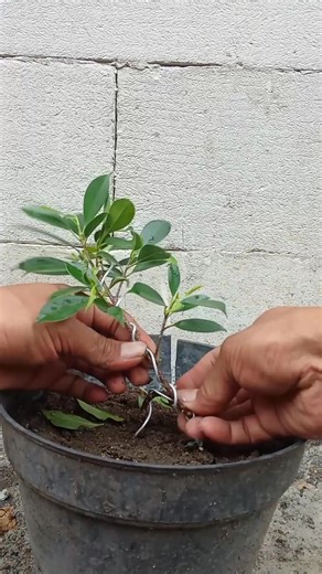 unique twisting technique for ficus bonsai material #technique #unique #twisting #learnbonsai #beginner #gardening #bonsaitree #bonsaiworld #reels | Karjo Sadewo Real