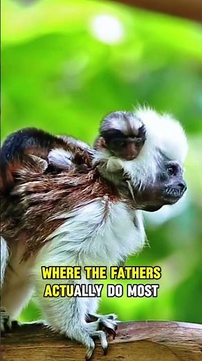 This Monkey Has a Better Mustache Than You!