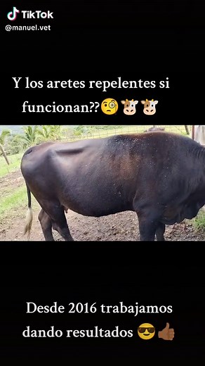 Guía completa para el control de moscas en ganado