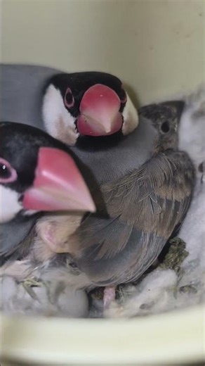 #padda de java #oiseaux #oiseaux_chanteurs #exotique #birds#pets#viral #viralvideo