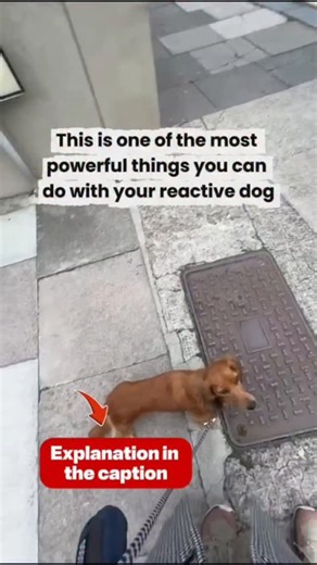 Dovecote Dogs on Instagram: "This is one of the MOST powerful things you can do for reactivity 👇 What you’re seeing here is counter-conditioning in action. This dog finds the bin lorry really challenging. Instead of avoiding it completely or trying to correct the reaction, we’re changing how the dog feels about the trigger. Here’s how it works: • The dog notices the trigger (the bin lorry) • The moment they look at it without reacting or choose to look away, we mark and reward Over time, the tr