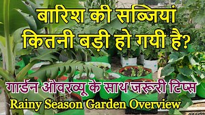99K views · 4.3K reactions | बारिश की सब्जियां कितनी बड़ी हो गयी है? गार्डन ओवरव्यू के साथ जरूरी टिप्स | Terrace & Gardening | Facebook