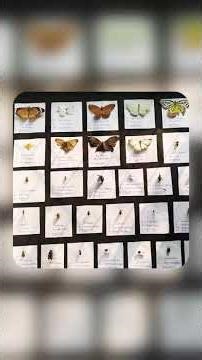 # Class Insecta,they r the largest group within ARTHROPODS phylum. 😇# Factobiology #Science Biology