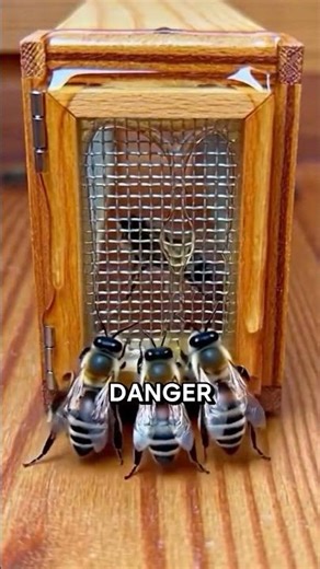 The Queen Bee Trick That Rewires an Entire Hive