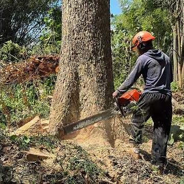 Epik Felling! Stihl Ms881.