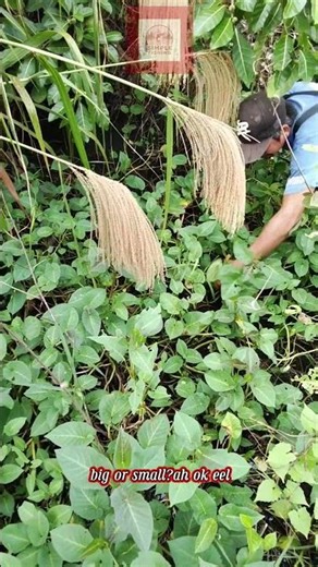 “Electric Fishing Eel" #simplefishing #fish #electricfishing