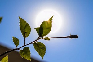 Heat stress in plants: symptoms, damage, and treatments