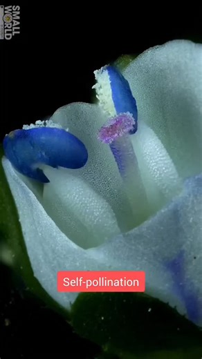 Satisfying Science on Instagram: "Self-pollination is the transfer of pollen from the anther to the stigma of the same flower, or to a different flower on the same plant. 📹 by nikonmicroscopesolutions (yt)"