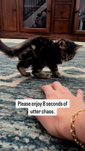 4.7K views · 68 reactions | Unlikely besties. #cashmerebengal #marblebengal #catsofinstagram #bengalkitten #kittensofinstagram #catstagram #bengalsofinstagram #funny #cats | The Kitten Spot—For Kittens with Spots | Facebook