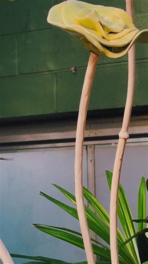 Did you know the best time to observe butterflies is when the sun begins to warm the conservatory? 🦋 Butterflies rely on sunlight to raise their body temperature, allowing them to bask in the light before taking flight throughout the sanctuary. ☀️🌿 Looking to experience this? Join us for Waking Up with Butterflies 📅 Saturday, January 24 ⏰ 8:30–9 AM (check-in at 8:15 AM) Enjoy early access and perfect lighting before the doors open. 📸✨ For more info, click here: https://butterflywonderland.co