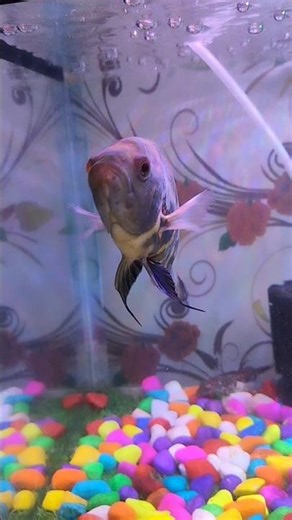 Oscar Fish Care Guide: The King of Aquariums! #viral #asmr #shorts #like #love #peace