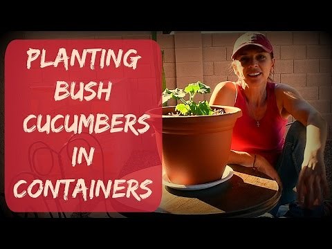How to Grow Cucumbers in Containers or Pots - Vegetable Garden in Arizona - Container Gardening