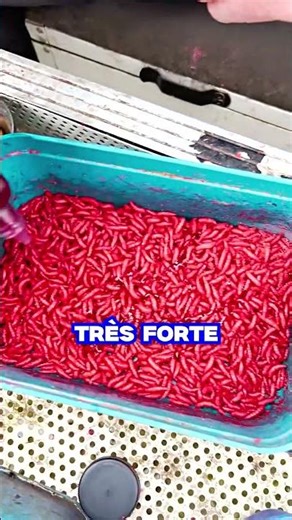 Why are fish attracted to this red liquid?