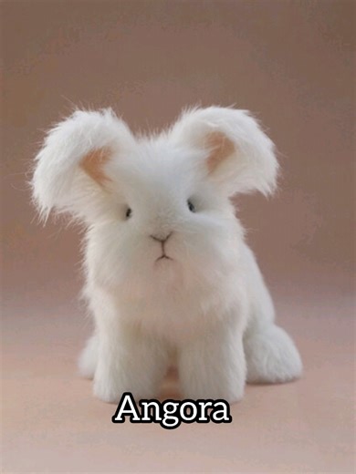 Misty Angora Bunny Care Tips