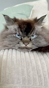 Fall asleep with Merlin 👆🏼 sweet dreams 😽 | Merlin Ragdoll