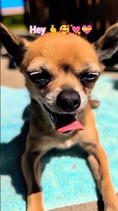 How are you? 🫶🥰🫰🐶 #chihuahua #dogshorts #petlover #pets #dog #cutedog #dogs #pets #puppy