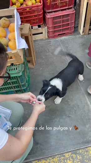 137K views · 10K reactions | 珞¡Feliz y larga vida Panchito!笠李antes llamado Napito殺 凉A pesar de nuestra difícil situación Rescatamos a este lindo bebé a quien bautizamos como Napito笠❤️‍啕 #fybシ #ayudaperros #refugiodeanimales #apoyo #corazon #nuevavida #rescateanimal #amor #rescate #perros | Berth | Facebook