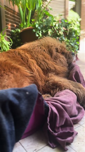 #mastinotibetano❤️ #tibetanmastiffsoftiktok #tibetanmastiff #mastinotibetano #mastinitibetani