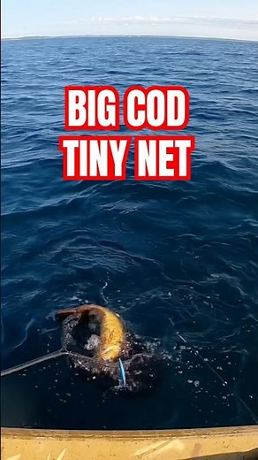 BIG COD IN A TINY NET! | OCEAN FISHING | #fishing #codfishing #oceanfishing #deepseafishing