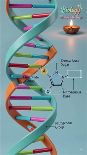 🧬 DNA (Deoxyribonucleic Acid) #class12biology #bsc #neet #subscribe