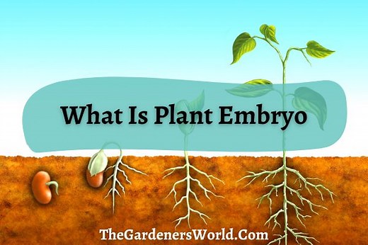 What Is Plant Embryo? Everything You Need To Know - The Gardeners World