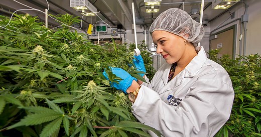 Commercial Cannabis Production Program | Niagara College