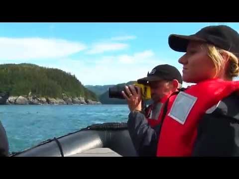 Alaska's Playful Sea Otters