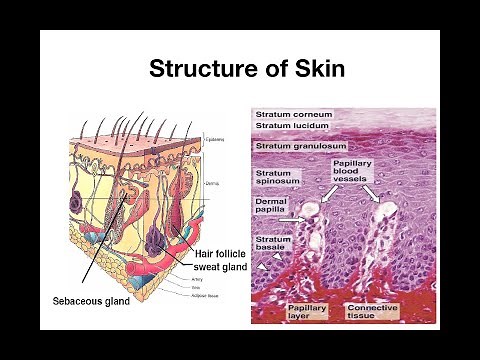 Structure of skin