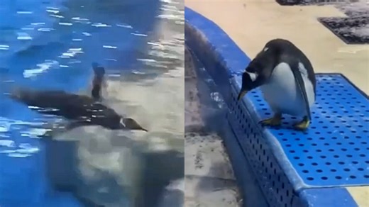 Penguin zips around aquarium pool at lightning speed