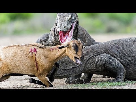 Komodo Dragons | Scary Moment! Giant Komodo Dragon Brutally Attacks deer | Komodo Dragon Eats Deer
