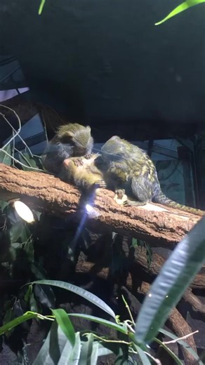 Captivating Primate Grooming in Indoor Habitat