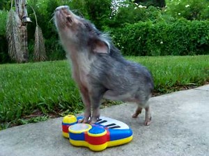 Tiny Teacup Pig Plays Piano