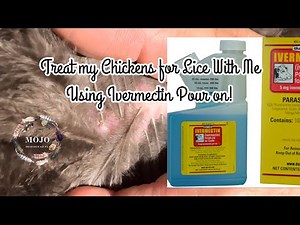 **Watch** Me treat my Chickens for LICE using IVERMECTIN Pour on