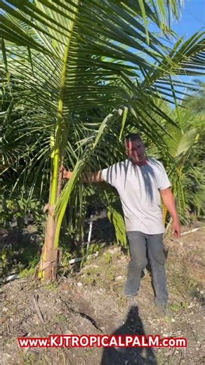 Coconut Palms(Cocos nucifera) #CoconutPalm#CoconutPalmTrees#PalmTreeLovers#PalmTreeLife#Florida