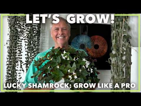 Green Shamrock Care Guide: Growing Oxalis Indoors Like a Pro (2026 update)