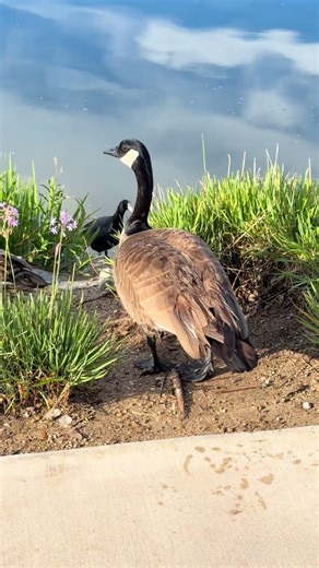 Urban Duck Living: How City Birds Create Cozy Homes