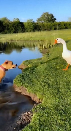 955K views · 4.9K reactions | Dog Drinking Water Gets Kicked Into River by Goose廉#dog #goose #funnyanimals #shorts #AI | Chunky Cat and Friends | Facebook