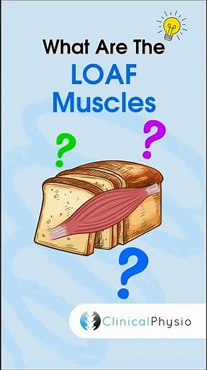‘LOAF’ Muscles #physicaltherapy #physiotherapy #handanatomy #mediannerve #carpaltunnelsyndrome