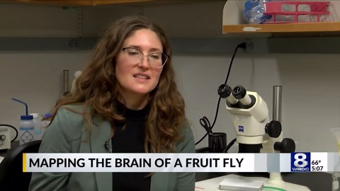 How a map of a fruit fly's brain could help unlock the mysteries of our own brain