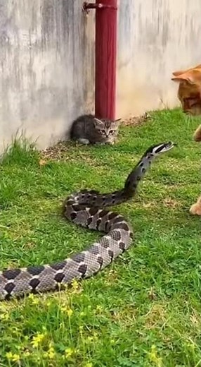 Mother Cat Defends Her Kittens from a Snake — Fierce Protective Moment