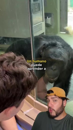 Comunicación Fascinante entre Humanos y Bonobos