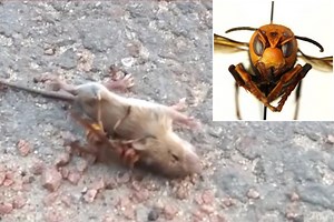 Graphic video of ‘murder hornet’ killing mouse shows how lethal they are