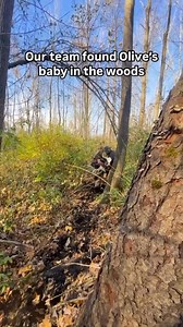 FUNDRAISING FOR DAIRY INDUSTRY RESCUE: Our rescue team worked nonstop for the past 6 weeks to secure Olive, a runaway dairy industry survivor. Yesterday, their dedication paid off! Olive was on the loose since July after she made a brave dash for freedom from a NY dairy farm. The search for Olive grew more urgent when we were told that she might be pregnant, but when we learned that she might’ve already given birth, our team dispatched immediately and found Olive’s baby in the woods, in desperat