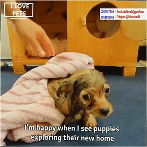 54K views · 2K reactions | Under the shadow of a car parked on the side of the road, the bark of a puppy was filled with sobs | Statement Marine | Facebook