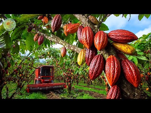 How Farmers Harvest and Process Millions of Tons of Cocoa Beans in Factory