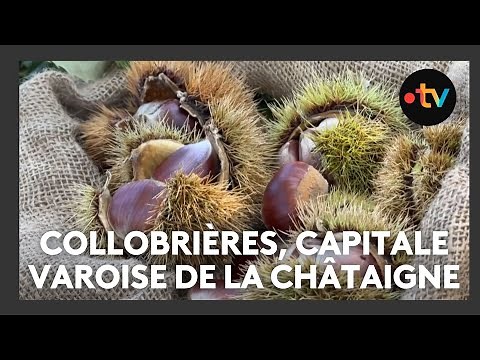VIDÉO. Collobrières dans le Var célèbre les Fêtes de la Châtaigne : des histoires de famille et de gourmands