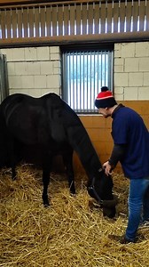 1.5M views · 28K reactions | Equi Global Therapy Osteopathie-Sitzung unter Hypnose ☯️⚖️☯️✨ . . . . . . #equiglobaltherapy #equiosteopathy #equithérapie #equiosteo #osteohorse #osteopathyworks #horses #equine #hypnosis #equihypnois #reikihealing #kinesiologie #kinesiologieanimale #kinesiology #energyhealing | Farouk Ifrene | Facebook