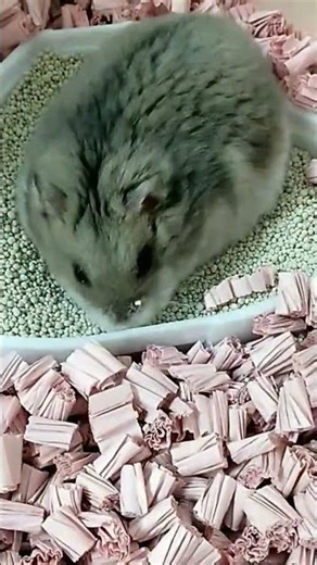 🐹ぽんちゃんの砂浴び🌟🌟 #ジャンガリアンハムスター #癒し #cute #ハムスター #かわいい #hamster