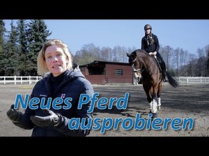 Erstes Training mit neuem Pferd auf dem Reitplatz - Sito und Vicky lernen sich kennen