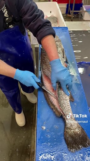 Exploring the Delicate Flavors of Stonebass (Corvina): A Culinary Adventure